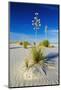 Soaptree Yucca and Dunes, White Sands National Monument, New Mexico-Russ Bishop-Mounted Photographic Print