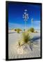 Soaptree Yucca and Dunes, White Sands National Monument, New Mexico-Russ Bishop-Framed Photographic Print