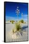 Soaptree Yucca and Dunes, White Sands National Monument, New Mexico-Russ Bishop-Framed Stretched Canvas