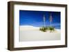 Soaptree Yucca and Dunes, White Sands National Monument, New Mexico-Russ Bishop-Framed Photographic Print