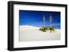 Soaptree Yucca and Dunes, White Sands National Monument, New Mexico-Russ Bishop-Framed Photographic Print