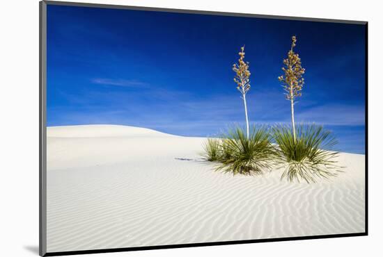 Soaptree Yucca and Dunes, White Sands National Monument, New Mexico-Russ Bishop-Mounted Photographic Print