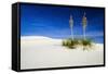 Soaptree Yucca and Dunes, White Sands National Monument, New Mexico-Russ Bishop-Framed Stretched Canvas