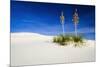 Soaptree Yucca and Dunes, White Sands National Monument, New Mexico-Russ Bishop-Mounted Photographic Print