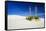 Soaptree Yucca and Dunes, White Sands National Monument, New Mexico-Russ Bishop-Framed Stretched Canvas