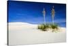 Soaptree Yucca and Dunes, White Sands National Monument, New Mexico-Russ Bishop-Stretched Canvas