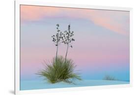 Soaptree yucca and twilight sky, showing Belt of Venus, USA-John Shaw-Framed Photographic Print