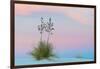 Soaptree yucca and twilight sky, showing Belt of Venus, USA-John Shaw-Framed Photographic Print