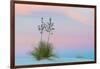 Soaptree yucca and twilight sky, showing Belt of Venus, USA-John Shaw-Framed Photographic Print