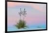 Soaptree yucca and twilight sky, showing Belt of Venus, USA-John Shaw-Framed Photographic Print