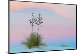 Soaptree yucca and twilight sky, showing Belt of Venus, USA-John Shaw-Mounted Photographic Print