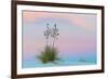 Soaptree yucca and twilight sky, showing Belt of Venus, USA-John Shaw-Framed Photographic Print