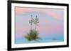 Soaptree yucca and twilight sky, showing Belt of Venus, USA-John Shaw-Framed Photographic Print