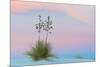 Soaptree yucca and twilight sky, showing Belt of Venus, USA-John Shaw-Mounted Photographic Print