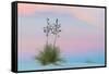 Soaptree yucca and twilight sky, showing Belt of Venus, USA-John Shaw-Framed Stretched Canvas