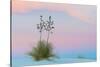 Soaptree yucca and twilight sky, showing Belt of Venus, USA-John Shaw-Stretched Canvas