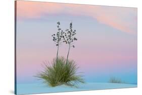 Soaptree yucca and twilight sky, showing Belt of Venus, USA-John Shaw-Stretched Canvas