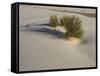 Soaptree Yucca with Beautiful Wind-Sculpted-null-Framed Stretched Canvas