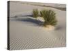 Soaptree Yucca with Beautiful Wind-Sculpted-null-Stretched Canvas