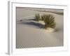 Soaptree Yucca with Beautiful Wind-Sculpted-null-Framed Photographic Print