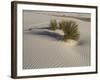 Soaptree Yucca with Beautiful Wind-Sculpted-null-Framed Photographic Print