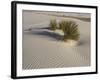 Soaptree Yucca with Beautiful Wind-Sculpted-null-Framed Photographic Print