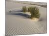 Soaptree Yucca with Beautiful Wind-Sculpted-null-Mounted Photographic Print