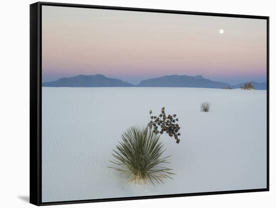 Soaptree Yucca (Yucca Elata) in Dawn Light at Sand Dune-null-Framed Stretched Canvas