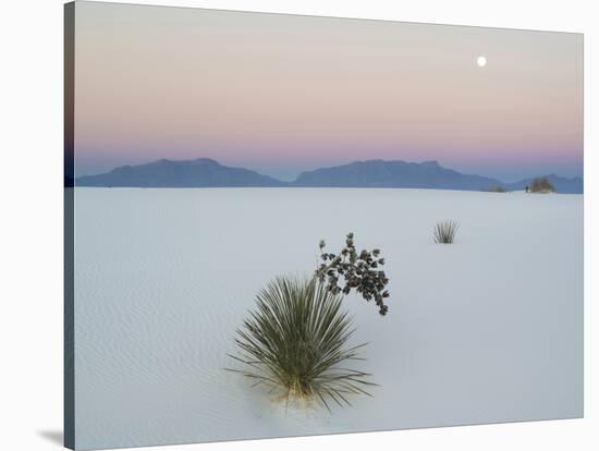 Soaptree Yucca (Yucca Elata) in Dawn Light at Sand Dune-null-Stretched Canvas