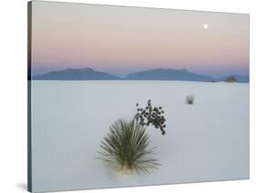 Soaptree Yucca (Yucca Elata) in Dawn Light at Sand Dune-null-Stretched Canvas