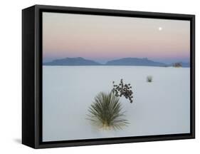 Soaptree Yucca (Yucca Elata) in Dawn Light at Sand Dune-null-Framed Stretched Canvas