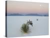 Soaptree Yucca (Yucca Elata) in Dawn Light at Sand Dune-null-Stretched Canvas