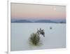 Soaptree Yucca (Yucca Elata) in Dawn Light at Sand Dune-null-Framed Photographic Print