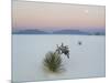 Soaptree Yucca (Yucca Elata) in Dawn Light at Sand Dune-null-Mounted Photographic Print