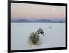 Soaptree Yucca (Yucca Elata) in Dawn Light at Sand Dune-null-Framed Photographic Print