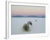 Soaptree Yucca (Yucca Elata) in Dawn Light at Sand Dune-null-Framed Photographic Print