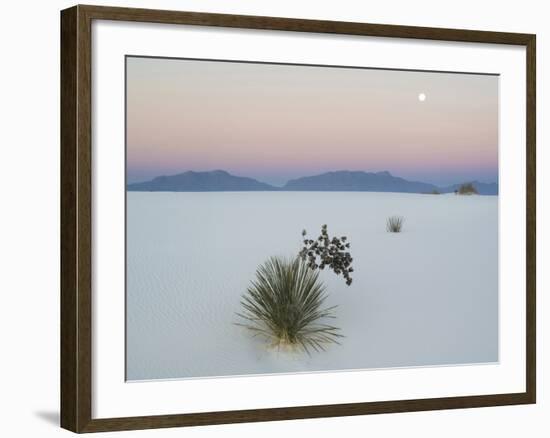 Soaptree Yucca (Yucca Elata) in Dawn Light at Sand Dune-null-Framed Photographic Print