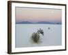 Soaptree Yucca (Yucca Elata) in Dawn Light at Sand Dune-null-Framed Photographic Print