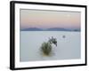 Soaptree Yucca (Yucca Elata) in Dawn Light at Sand Dune-null-Framed Photographic Print