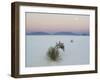 Soaptree Yucca (Yucca Elata) in Dawn Light at Sand Dune-null-Framed Photographic Print