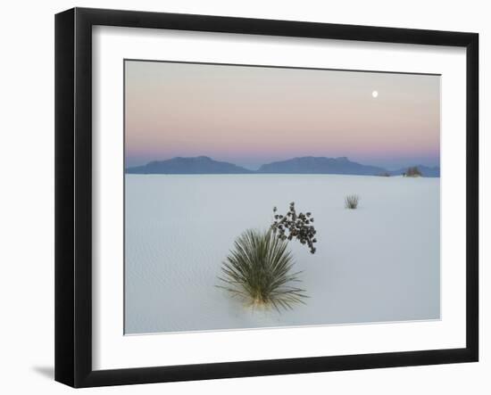 Soaptree Yucca (Yucca Elata) in Dawn Light at Sand Dune-null-Framed Photographic Print