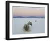 Soaptree Yucca (Yucca Elata) in Dawn Light at Sand Dune-null-Framed Photographic Print