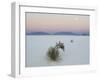 Soaptree Yucca (Yucca Elata) in Dawn Light at Sand Dune-null-Framed Photographic Print