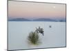 Soaptree Yucca (Yucca Elata) in Dawn Light at Sand Dune-null-Mounted Photographic Print