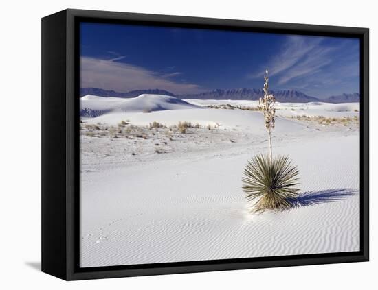 Soaptree Yucca (Yucca Elata)-Bob Gibbons-Framed Stretched Canvas