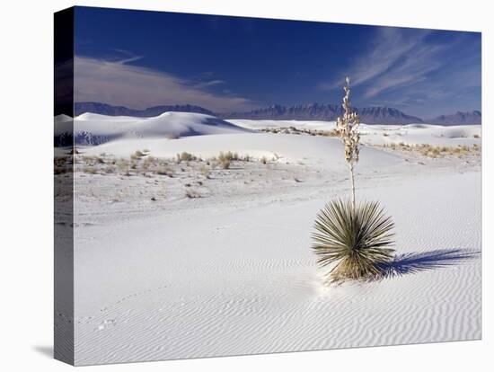 Soaptree Yucca (Yucca Elata)-Bob Gibbons-Stretched Canvas