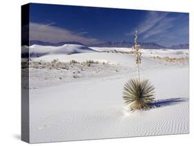 Soaptree Yucca (Yucca Elata)-Bob Gibbons-Stretched Canvas