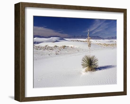 Soaptree Yucca (Yucca Elata)-Bob Gibbons-Framed Photographic Print