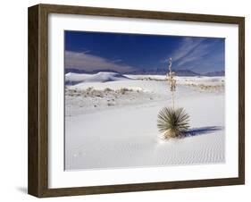 Soaptree Yucca (Yucca Elata)-Bob Gibbons-Framed Photographic Print