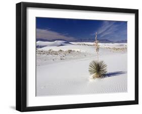 Soaptree Yucca (Yucca Elata)-Bob Gibbons-Framed Photographic Print